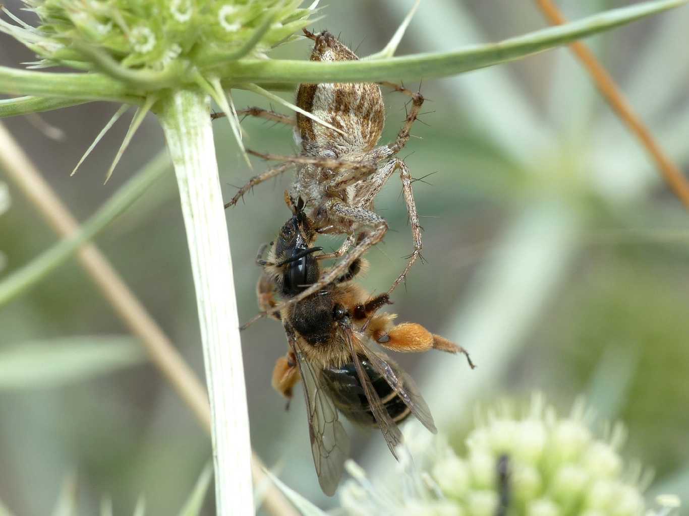 Oxyopes hererophtalmus con apidae - S. Teresa G. (OT)